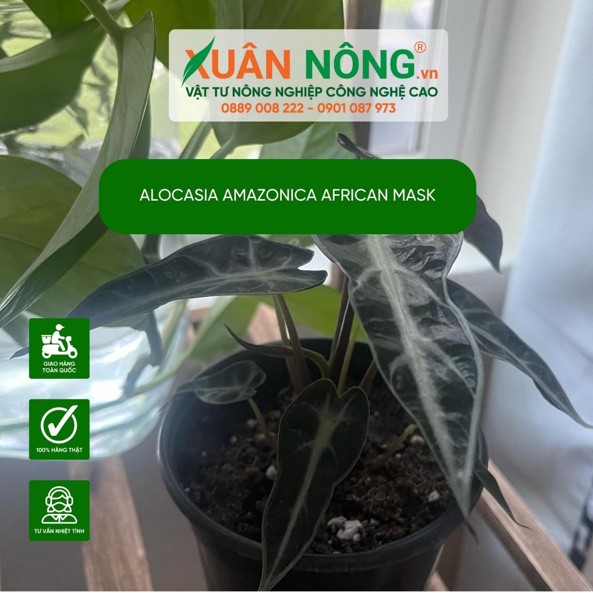 Alocasia-Amazonica-African-Mask-cach-tong