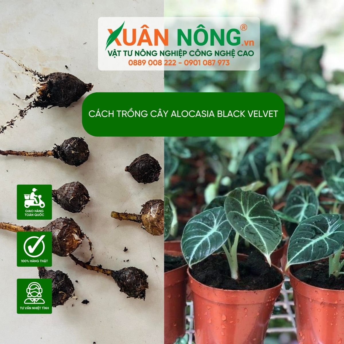 Alocasia-Black-Velvet-cach-trong