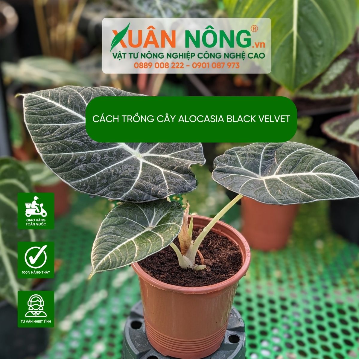 Alocasia-Black-Velvet