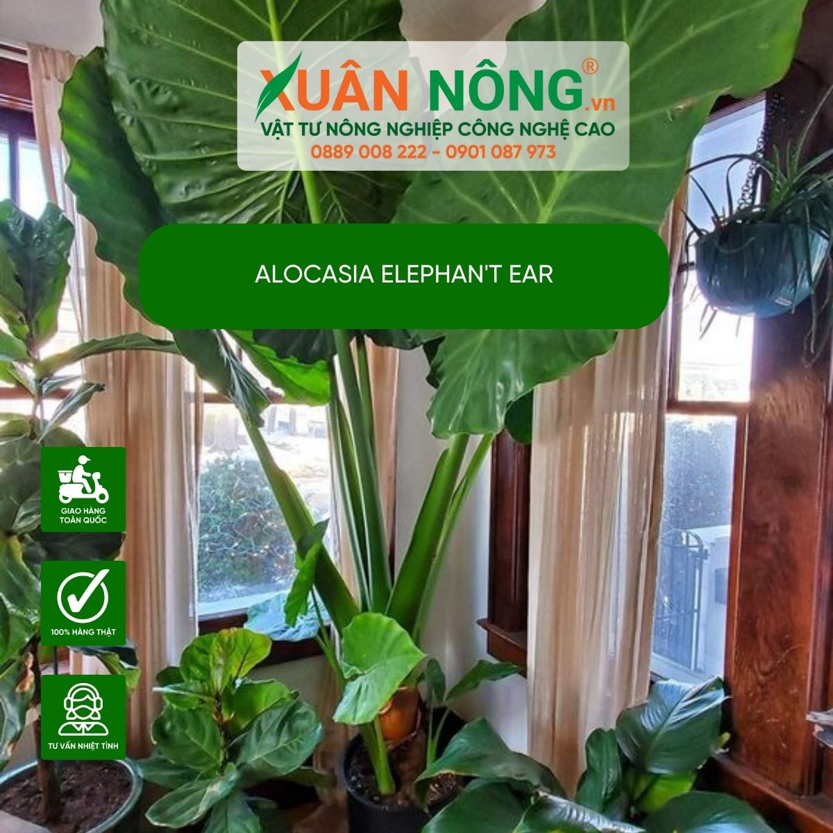 Alocasia-Elephant-Ear