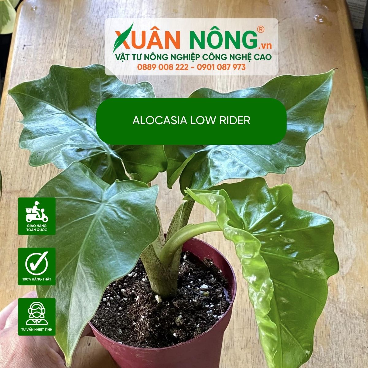 Alocasia-Low-Rider-cach-trong