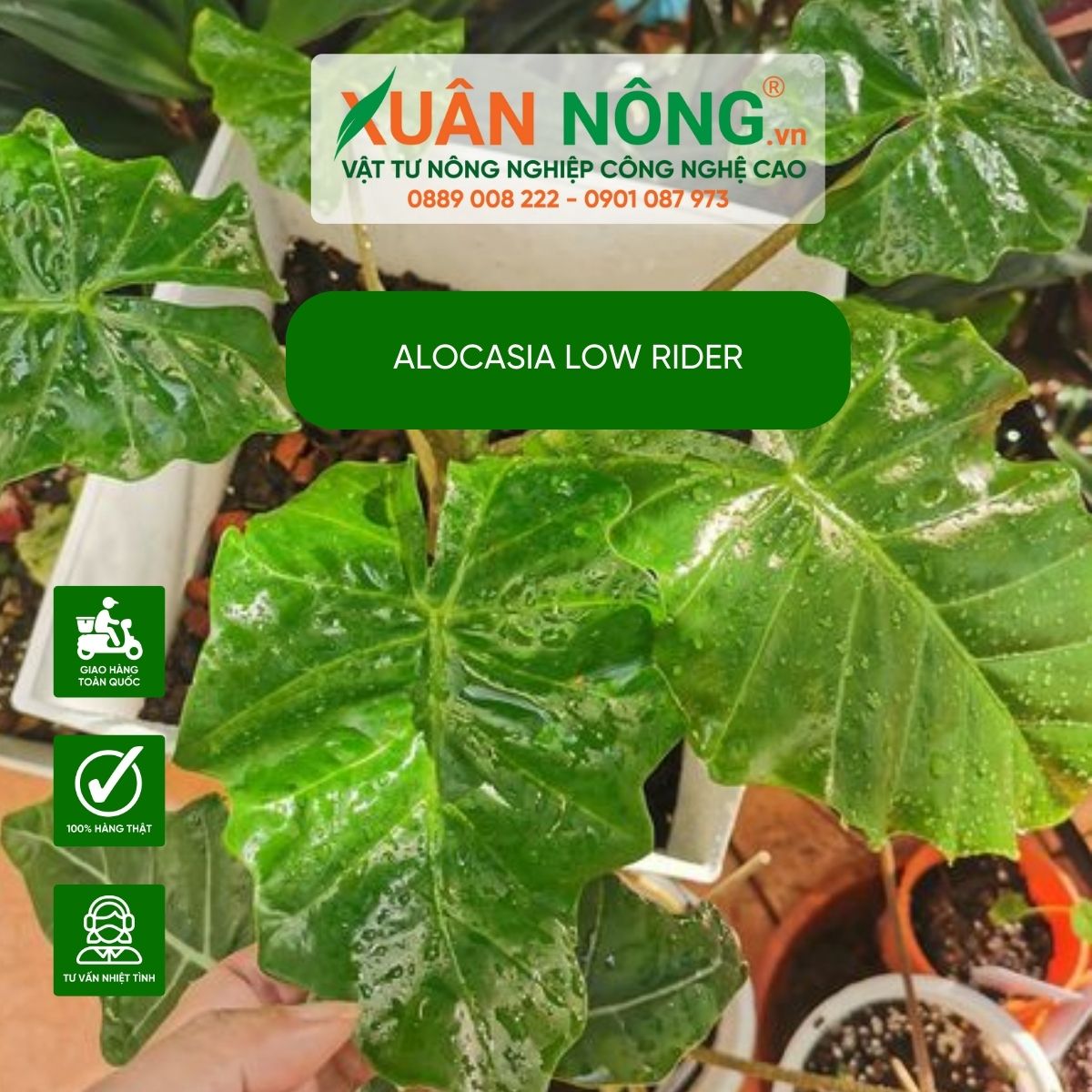 Alocasia-Low-Rider-dac-diem