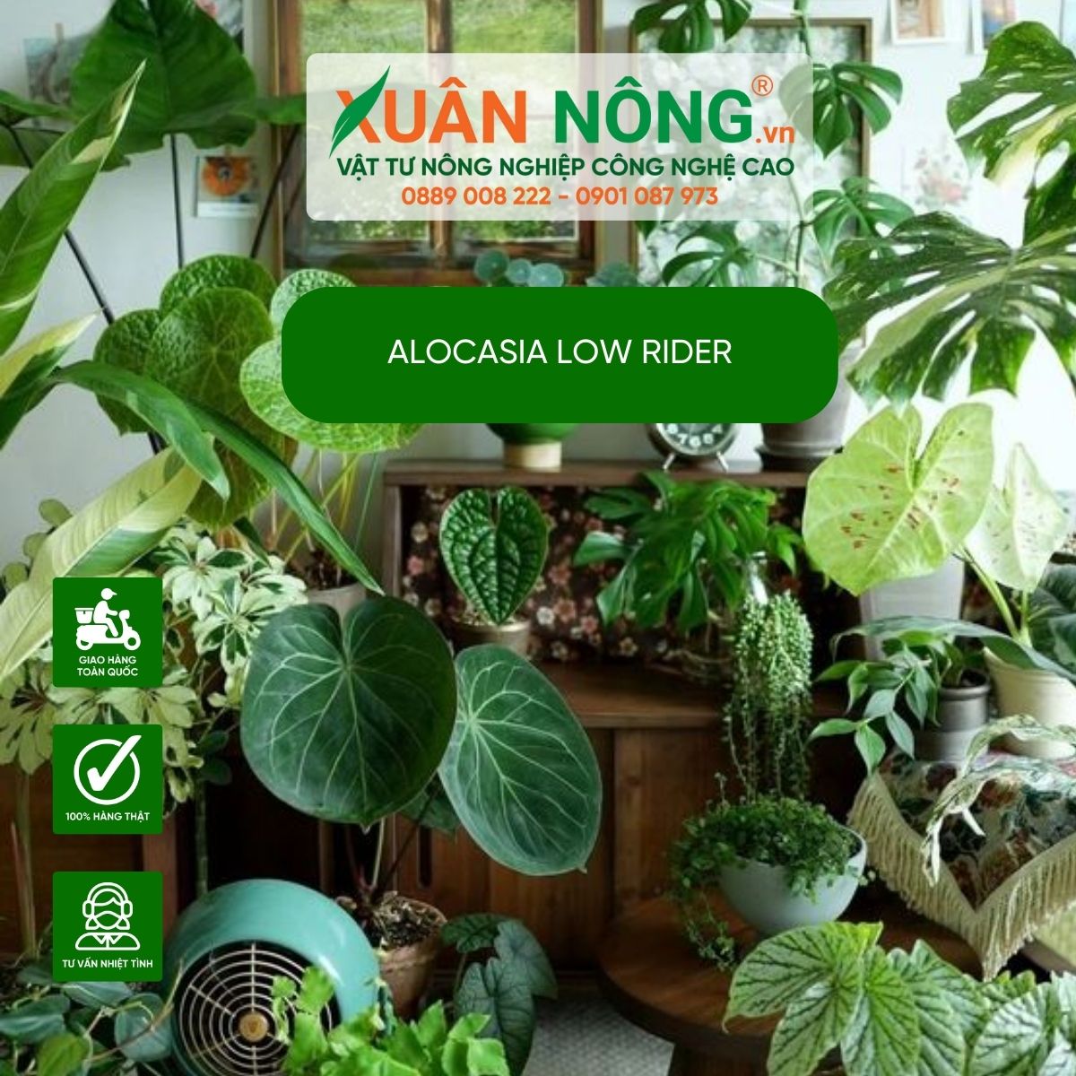 Alocasia-Low-Rider-trang-tri