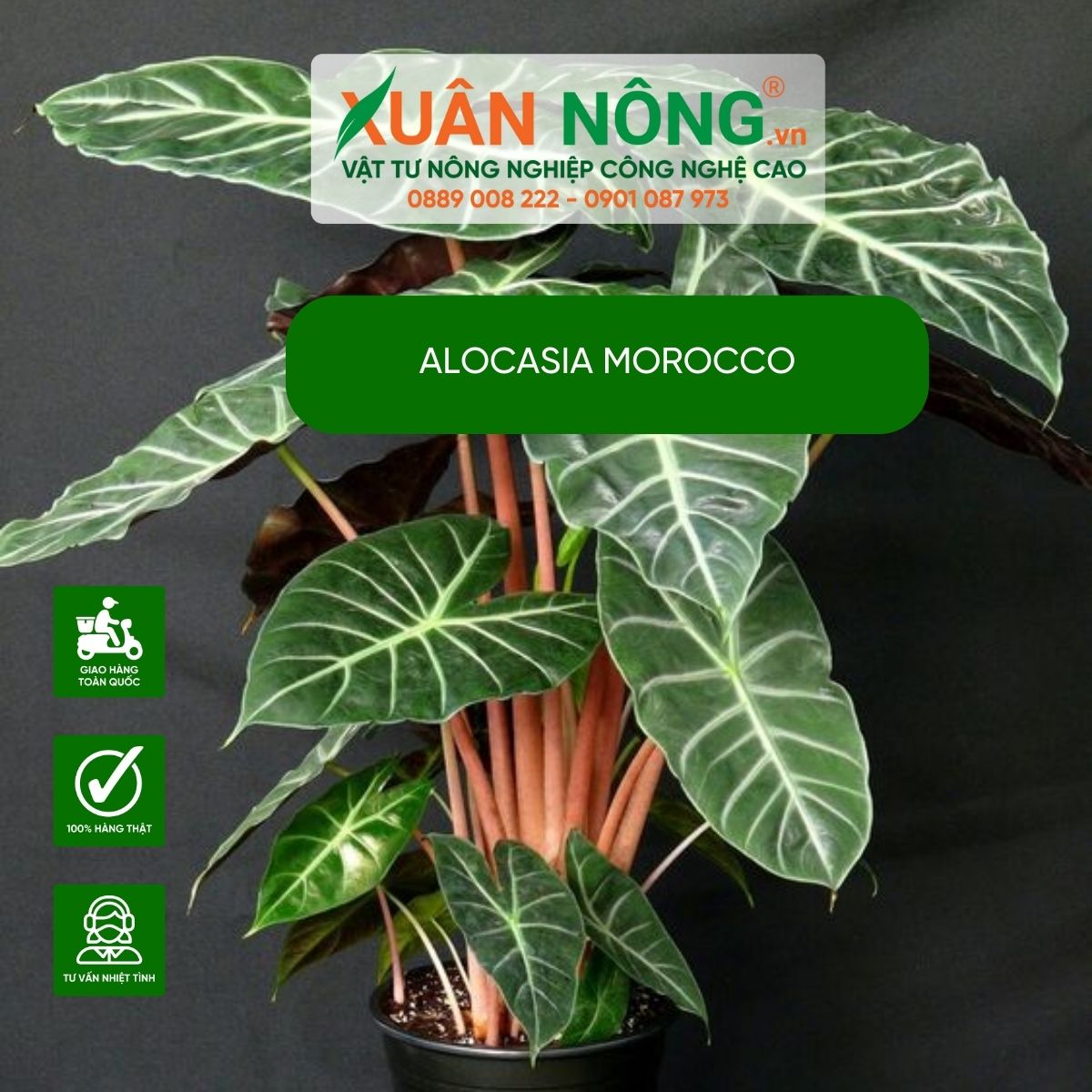 Alocasia-Morocco-cach-trong