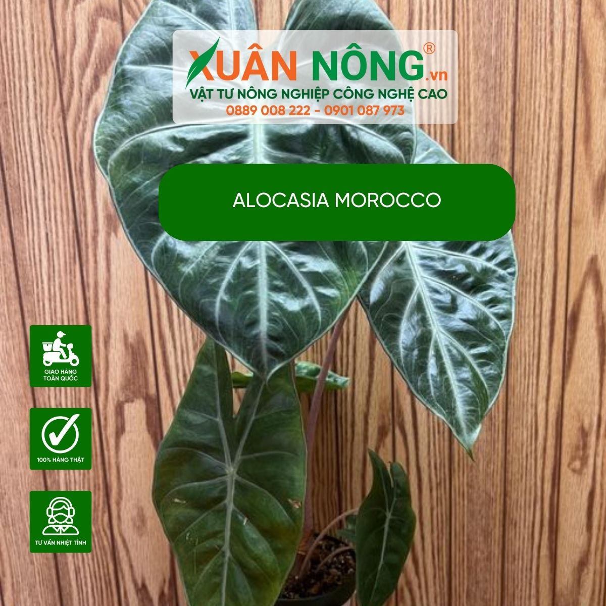 Alocasia-Morocco-cham-soc