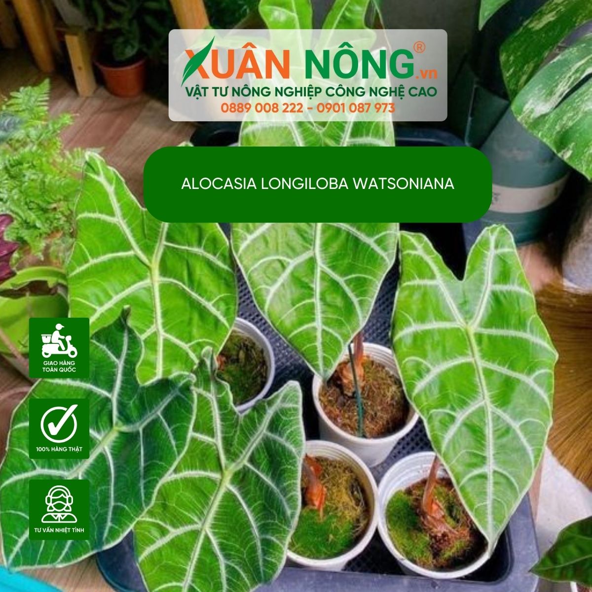 Alocasia-longiloba-watsoniana