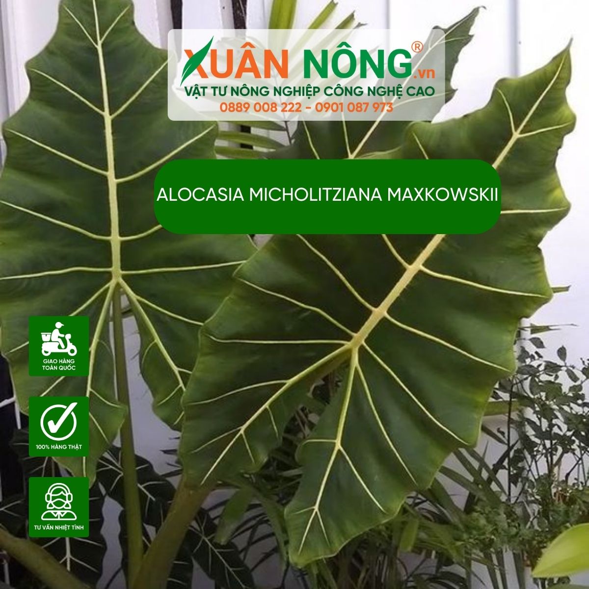 Alocasia-micholitziana-maxkowskii-cham-soc