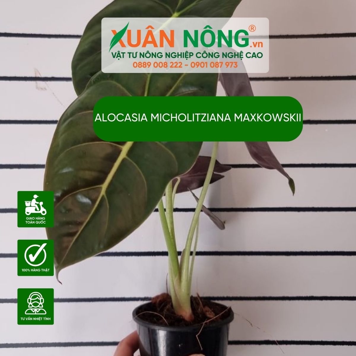 Alocasia-micholitziana-maxkowskii-dac-diem