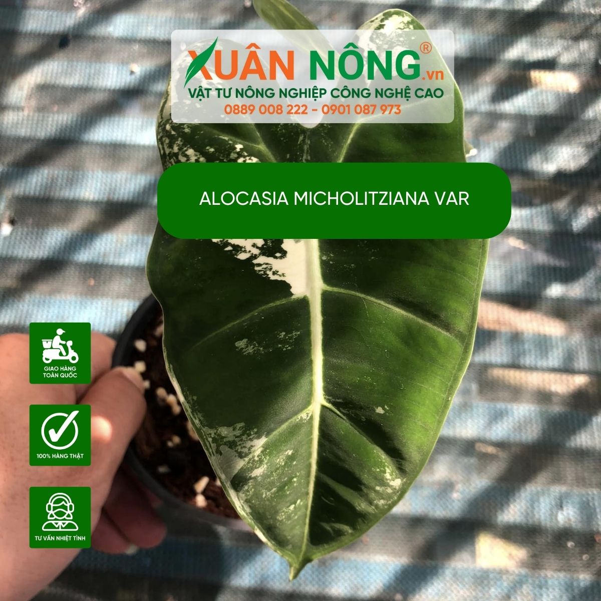 Alocasia-micholitziana-var-cham-soc