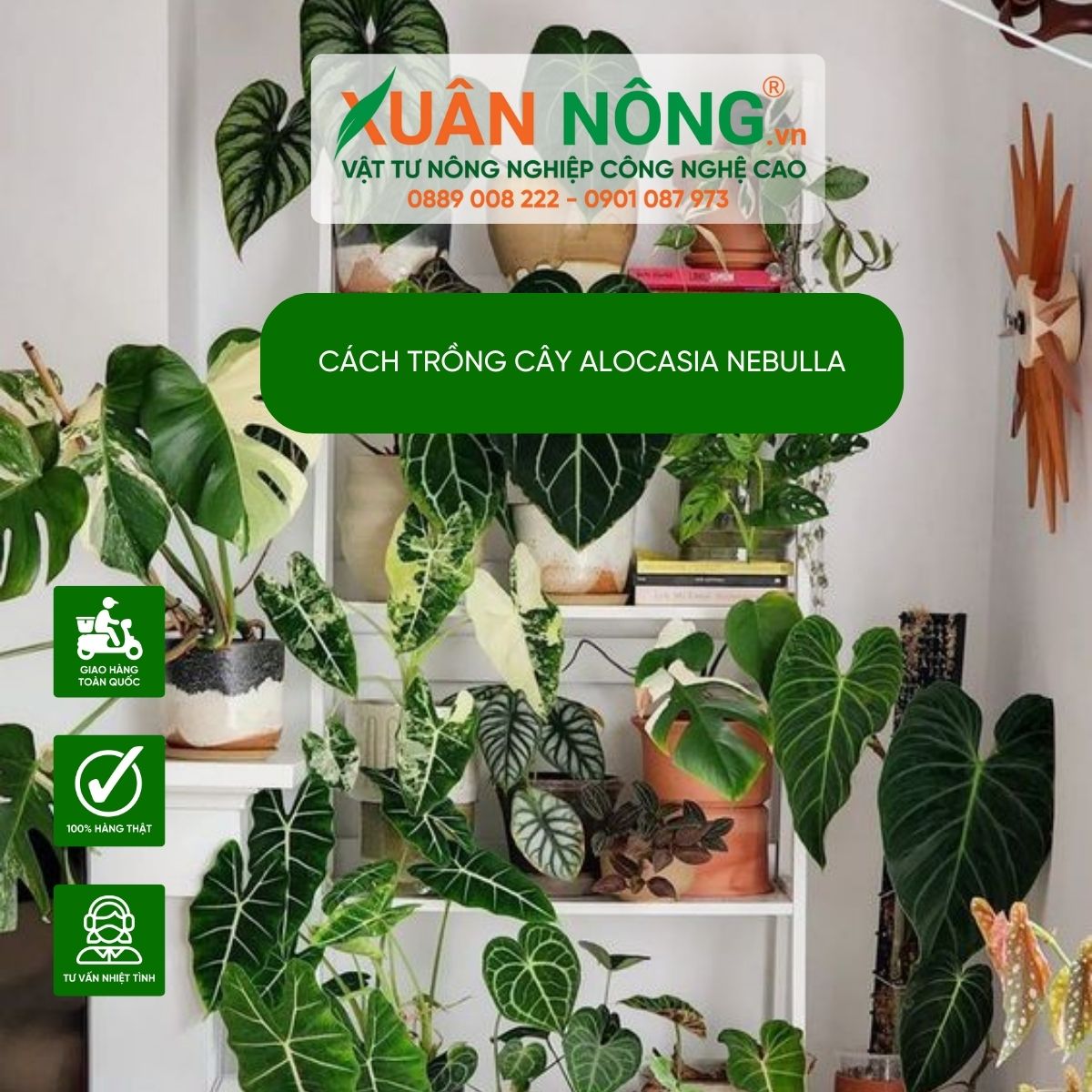 Alocasia-nebulla-decor-phong