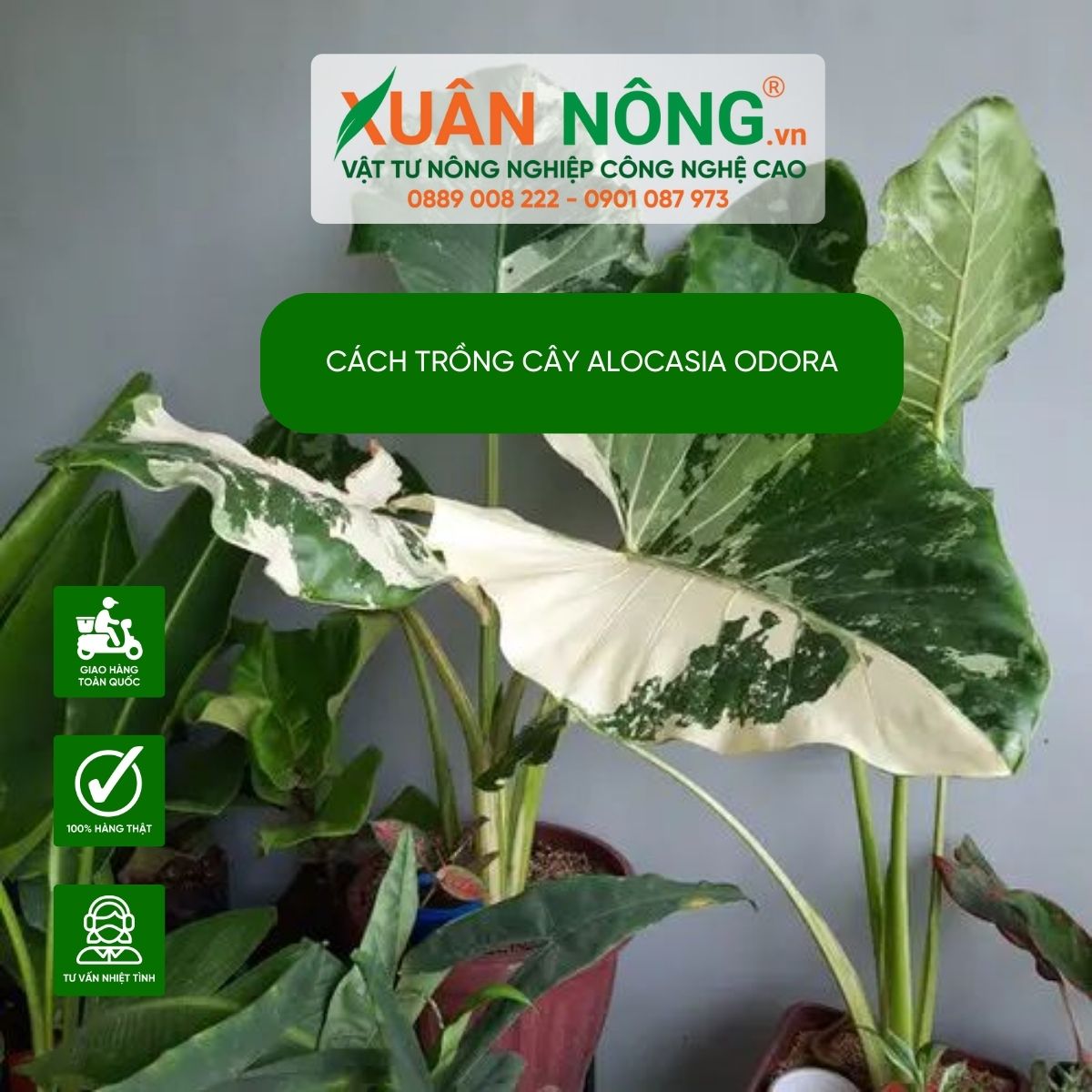 Alocasia-odora-dac-diem