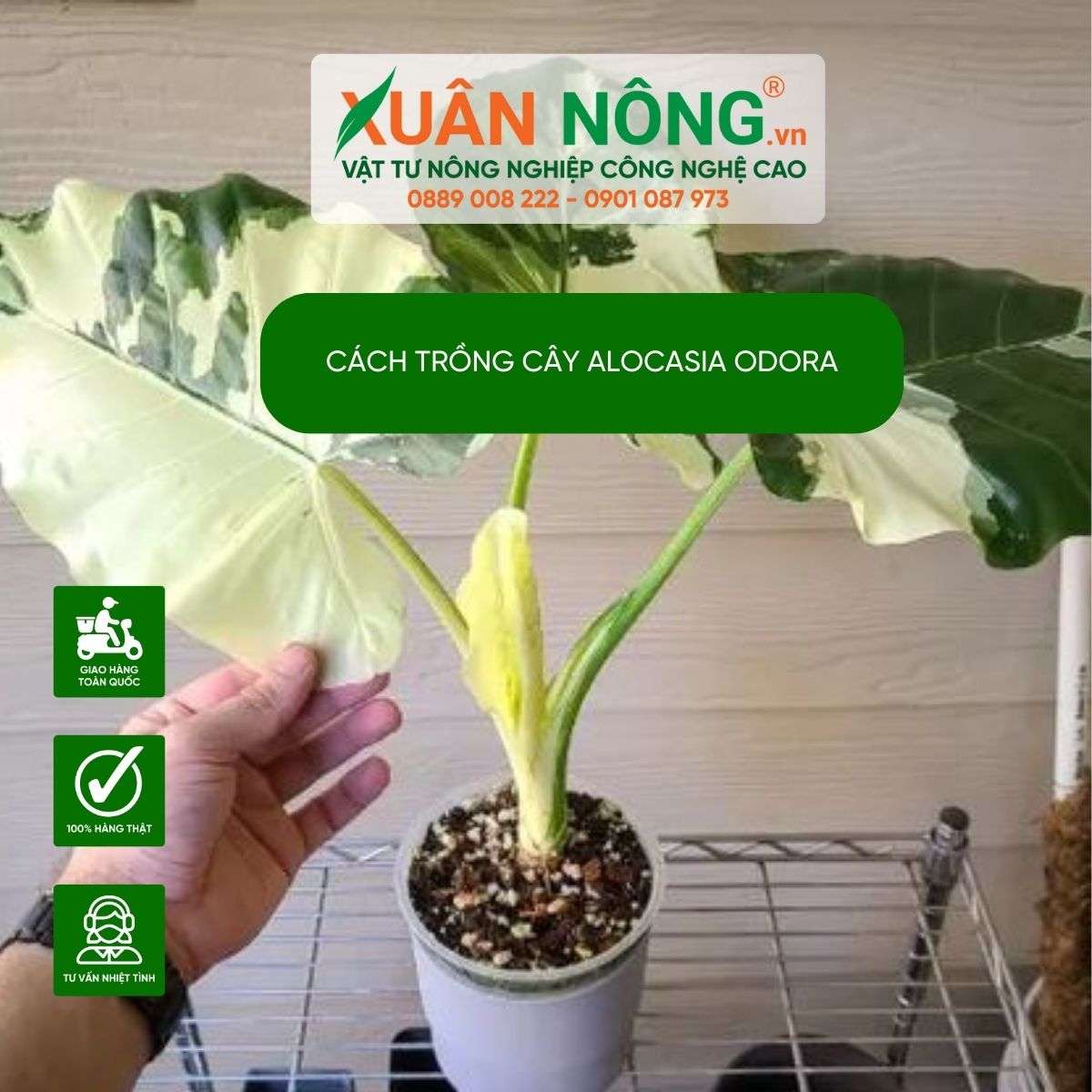 Alocasia-odora