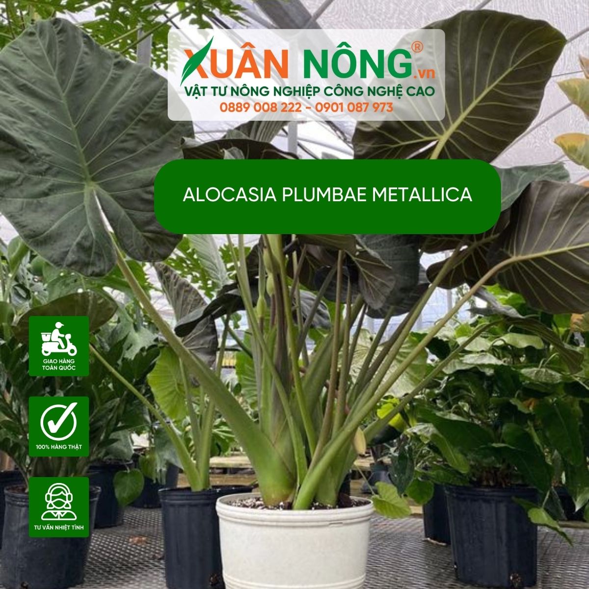 Alocasia-plumbae-Metallica-cach-trong