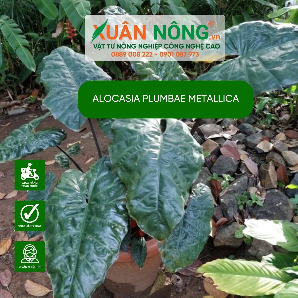 Alocasia-plumbae-Metallica-dac-diem