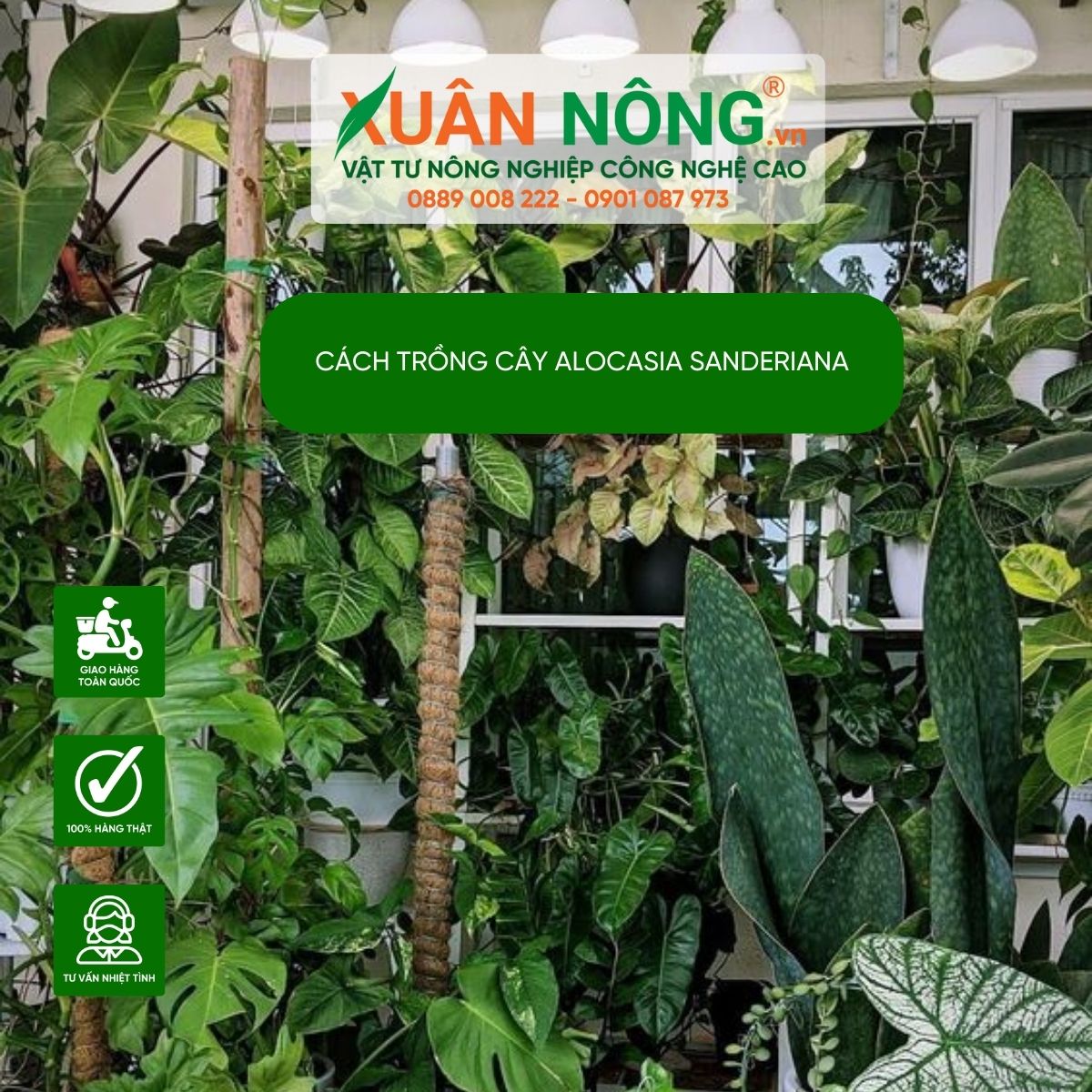 Alocasia-sanderiana-trang-tri