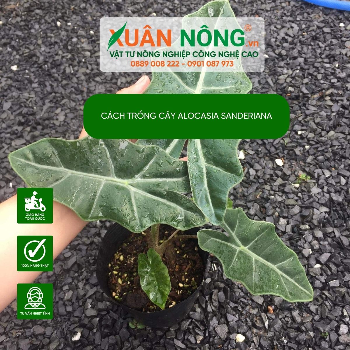 Alocasia-sanderiana