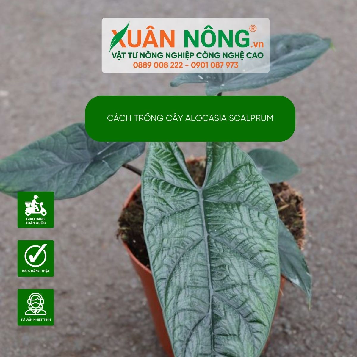 Alocasia-scalprum-cach-trong