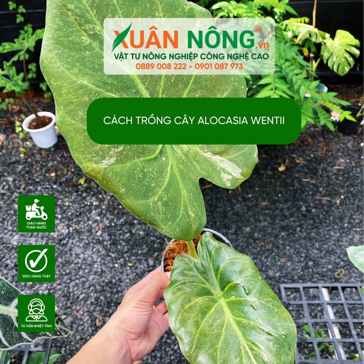 Alocasia-wentii-cach-trong