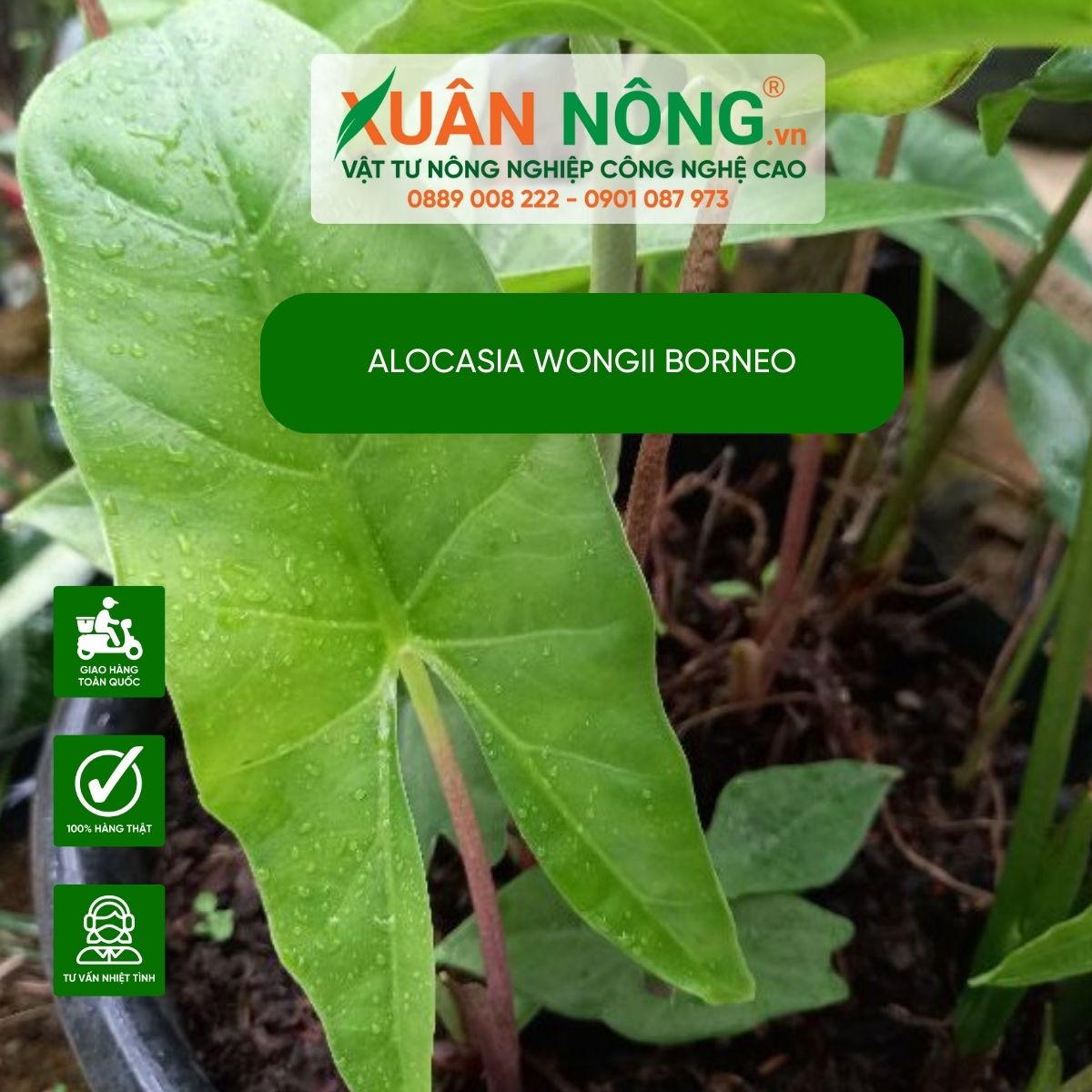 Alocasia-wongii-Borneo-cham-soc