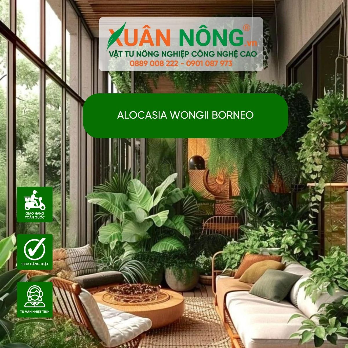 Alocasia-wongii-Borneo-tao-khong-gian-xanh