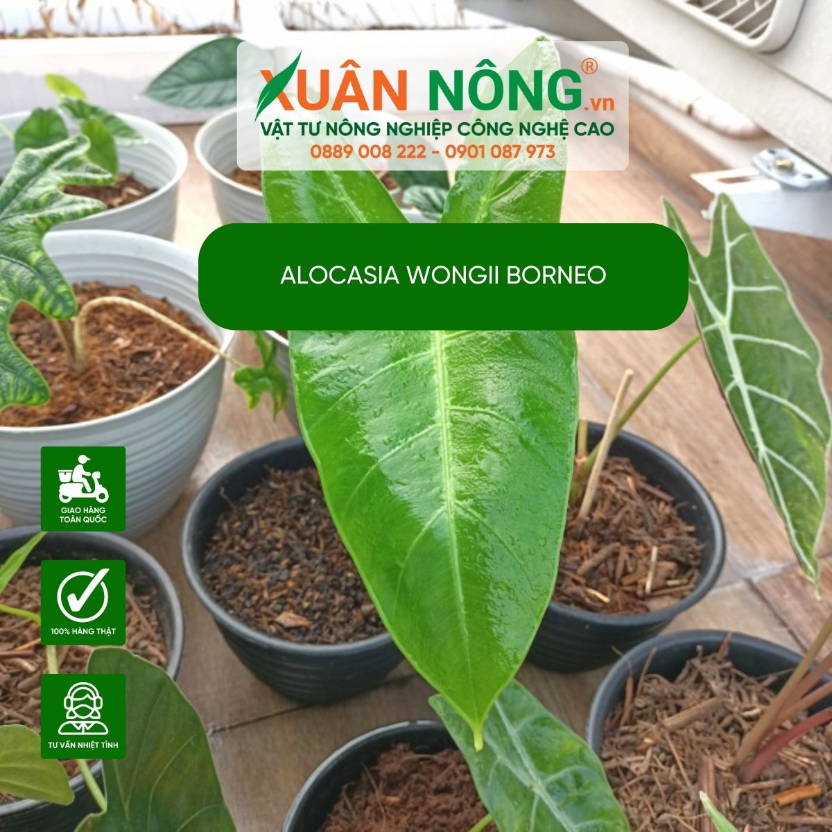 Alocasia-wongii-Borneo