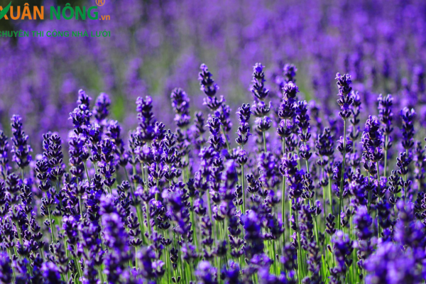 ảnh lavender 