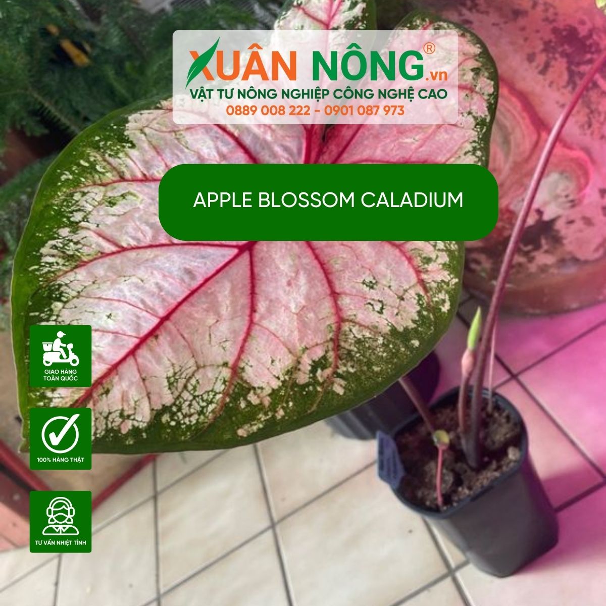 Apple-Blossom-Caladium