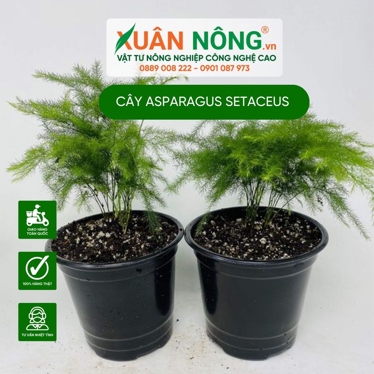 Asparagus-setaceus-1