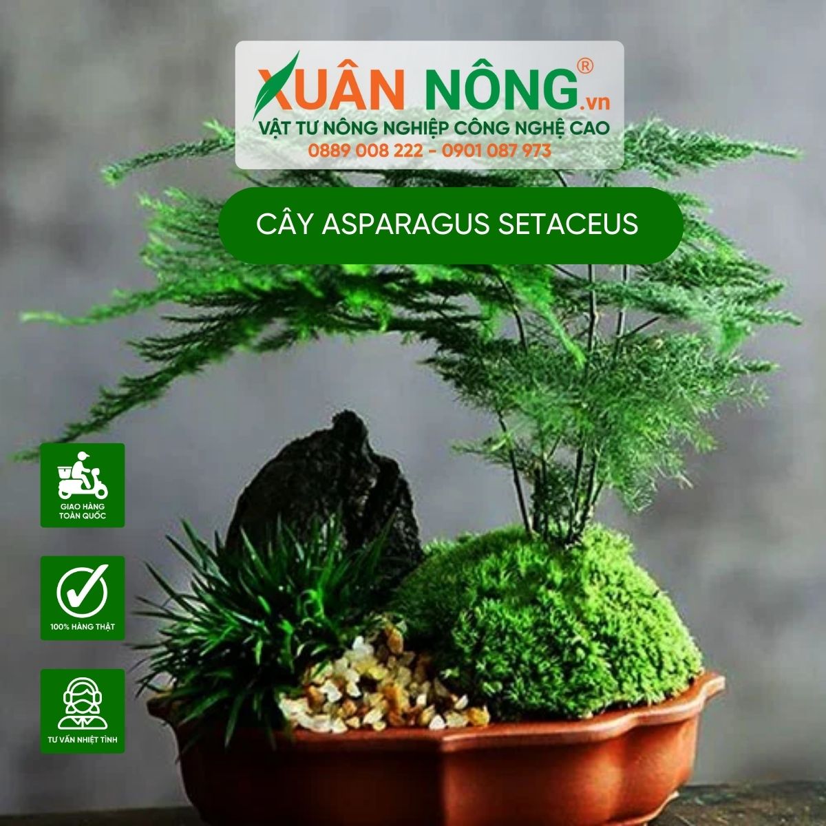 Asparagus-setaceus-2