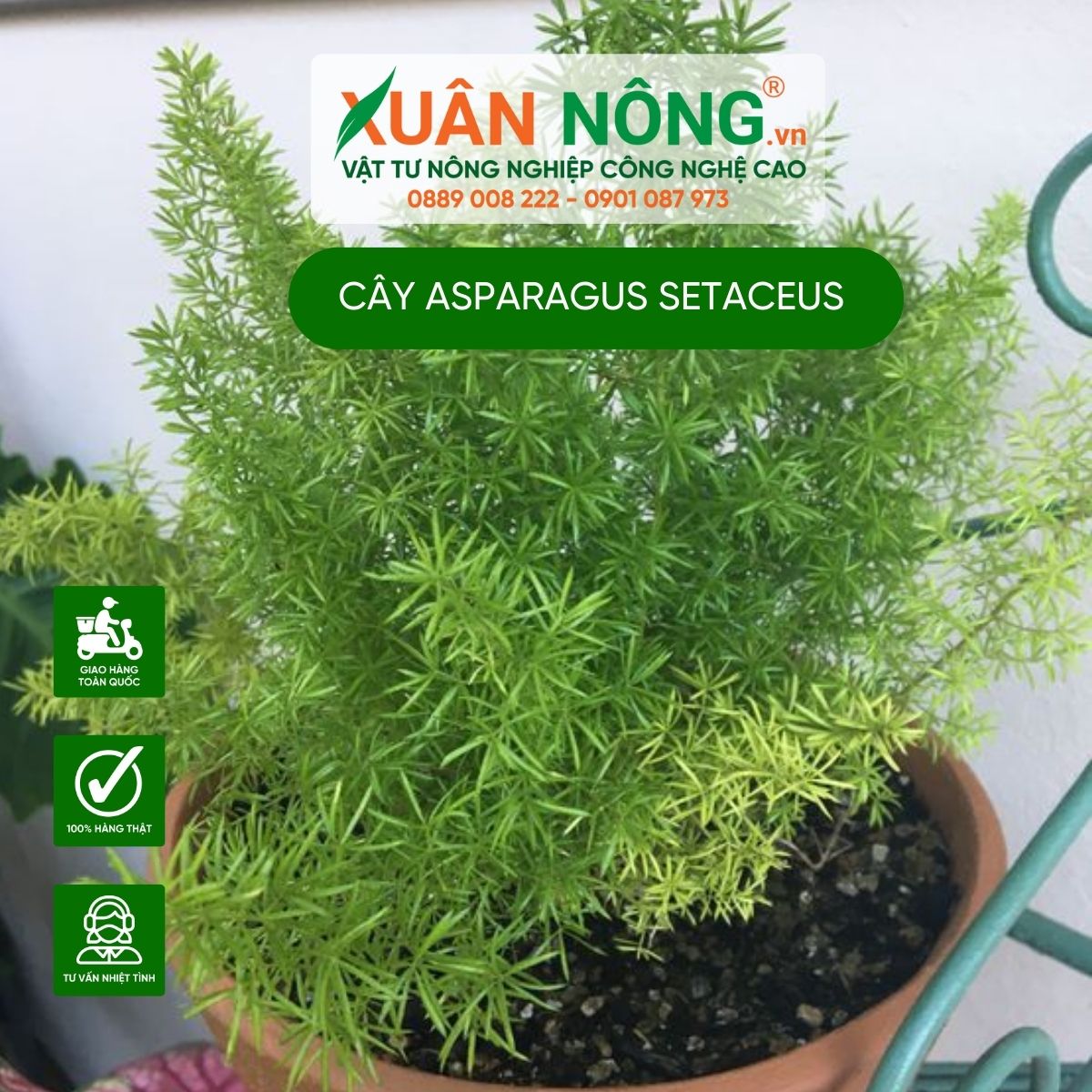 Asparagus-setaceus-3