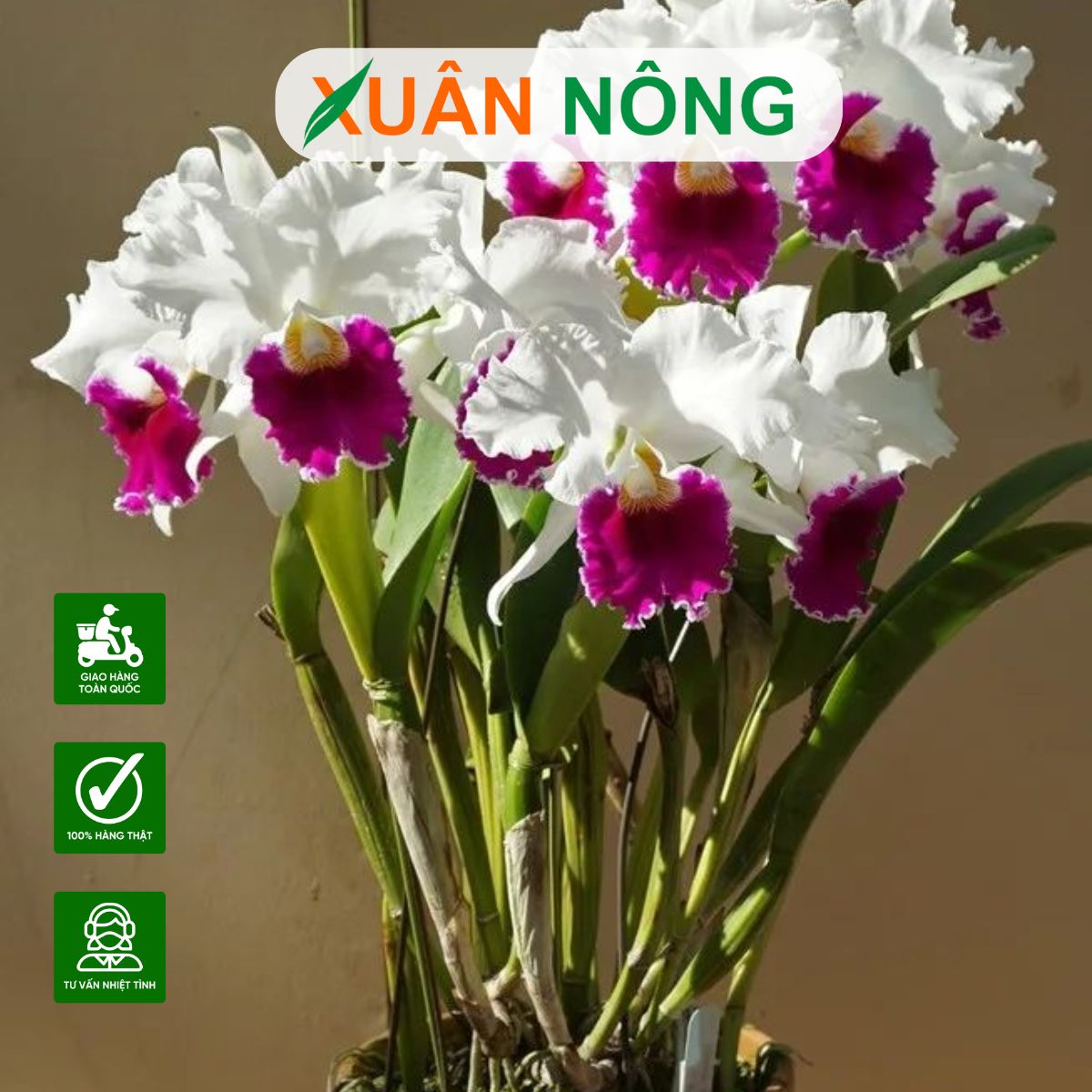 Lan-cattleya