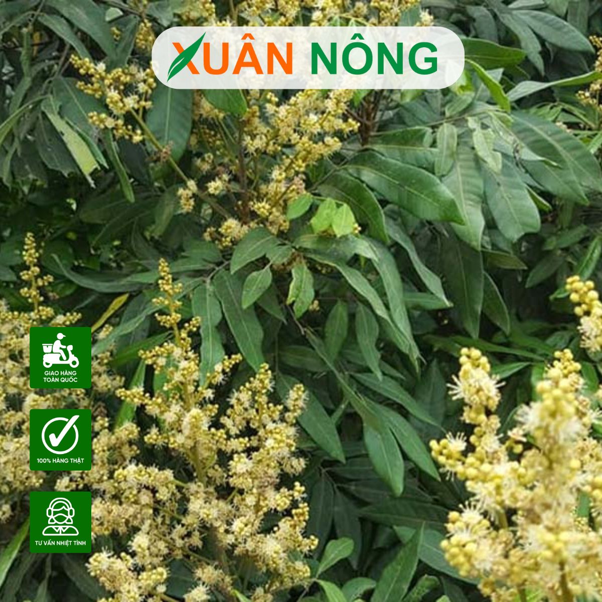 bon-humic-cho-cay-an-trai-1