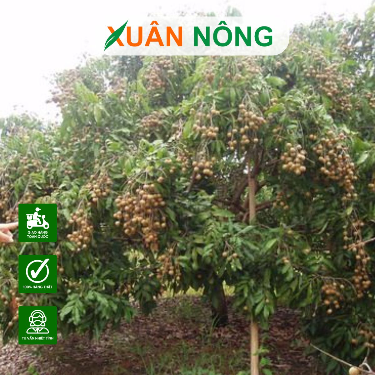 bon-humic-cho-cay-an-trai-3