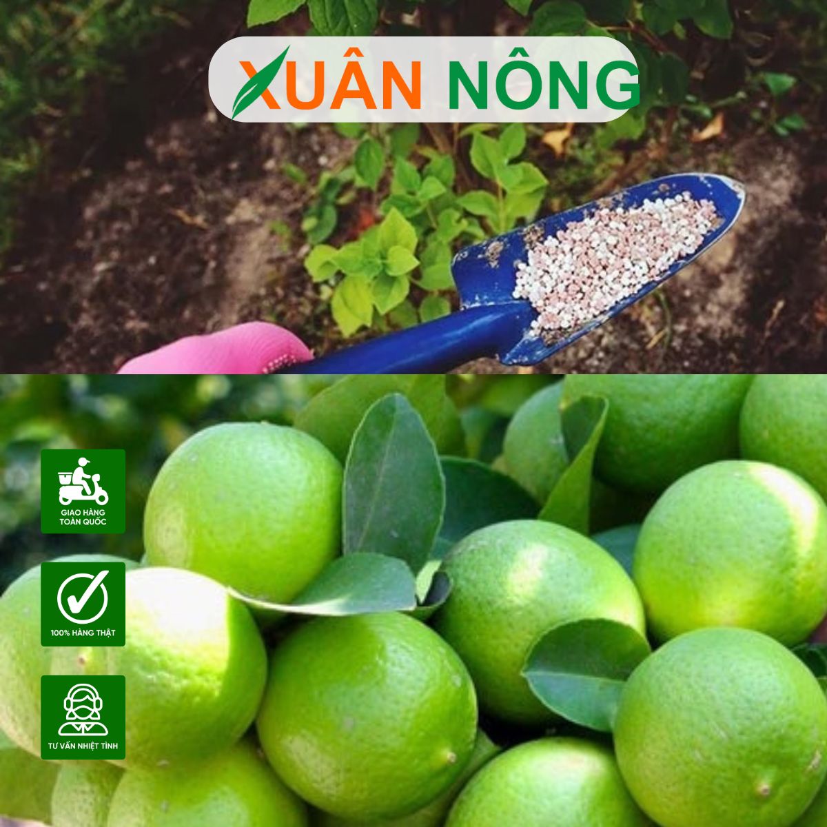 bon-phan-cho-chanh-tu-quy