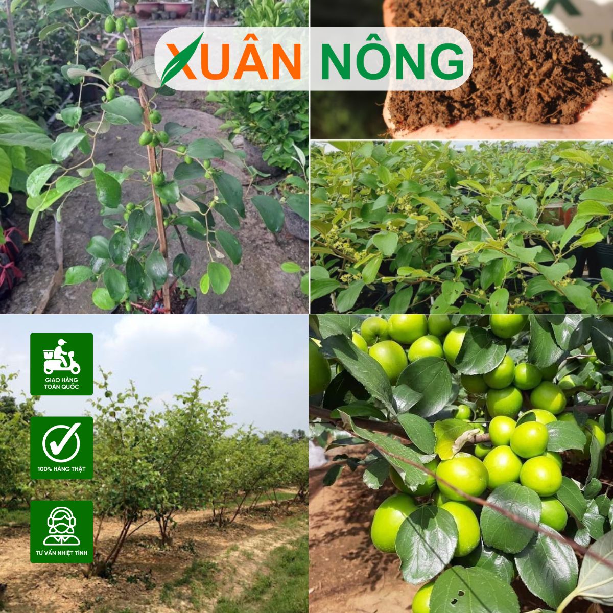 cac-buoc-trong-tao-xanh-thai-lan