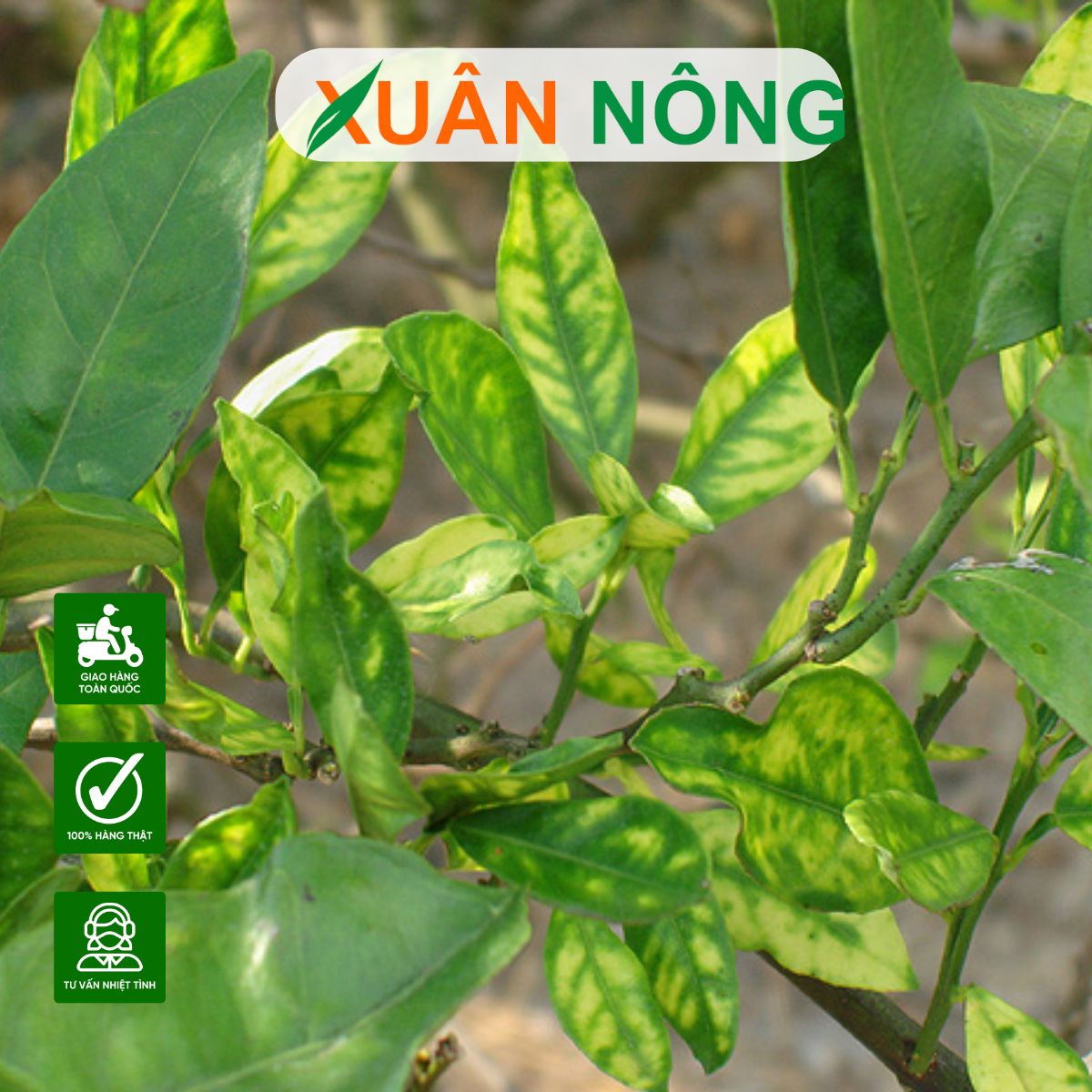 cac-loai-sau-benh-tren-cay-chanh-1