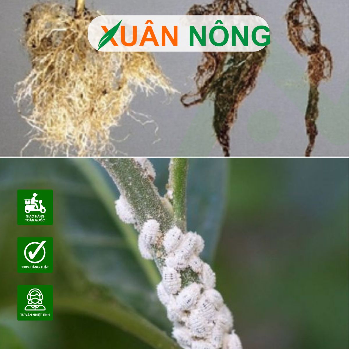 cac-loai-sau-benh-tren-cay-chanh-2