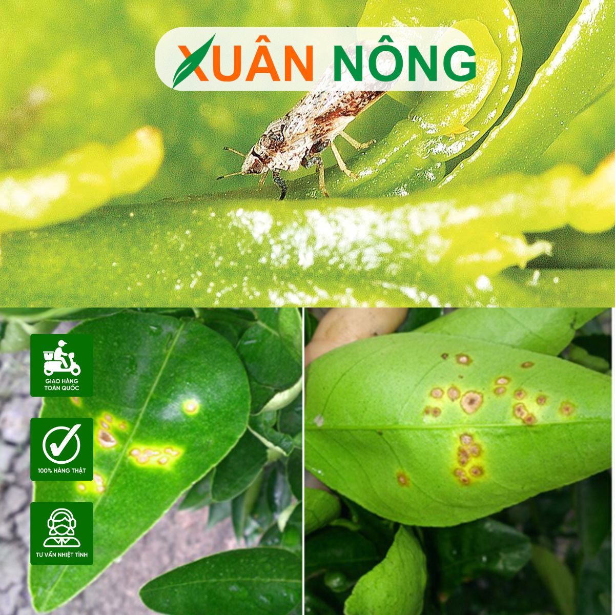 cac-loai-sau-benh-tren-cay-chanh-4