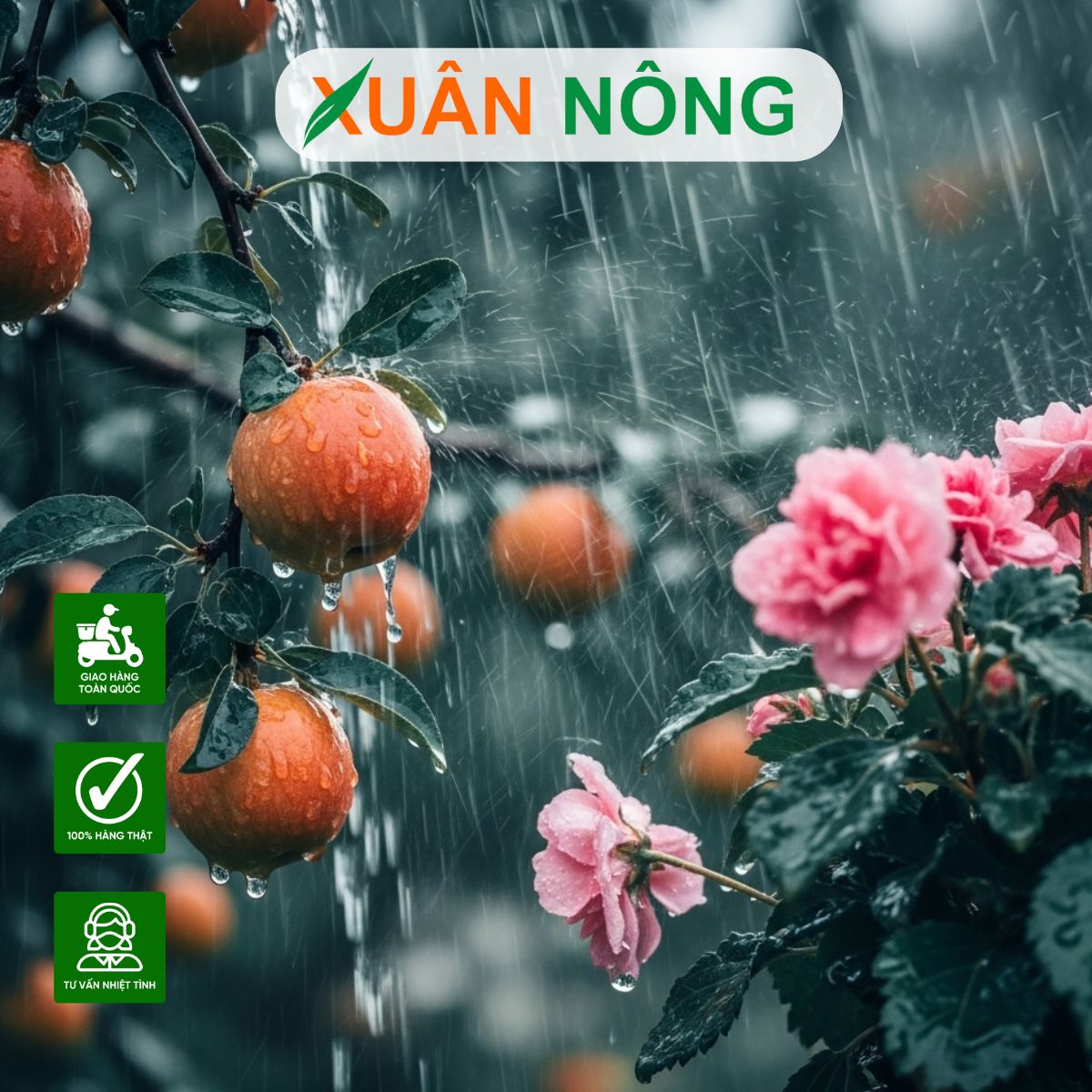 cach-bon-phan-cho-cay-mua-mua-1