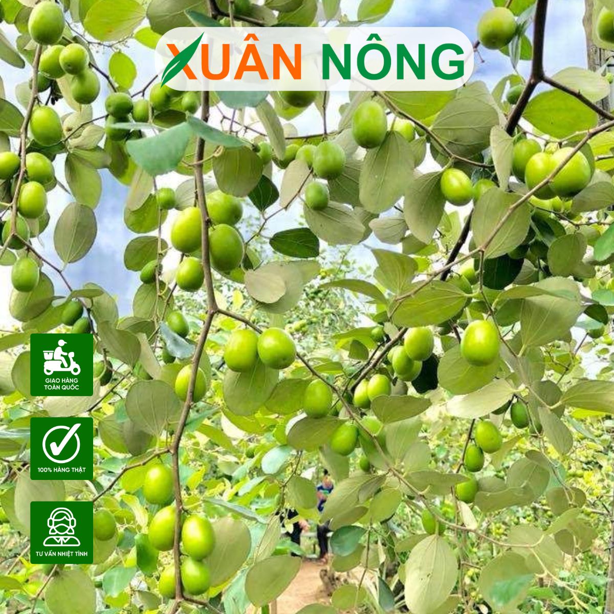 cach-cham-soc-cay-giong-tao-xanh-thai-lan