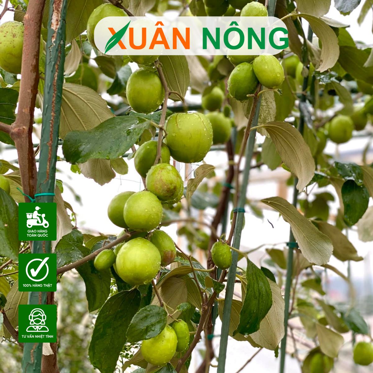 cach-cham-soc-cay-tao-dai-loan-2