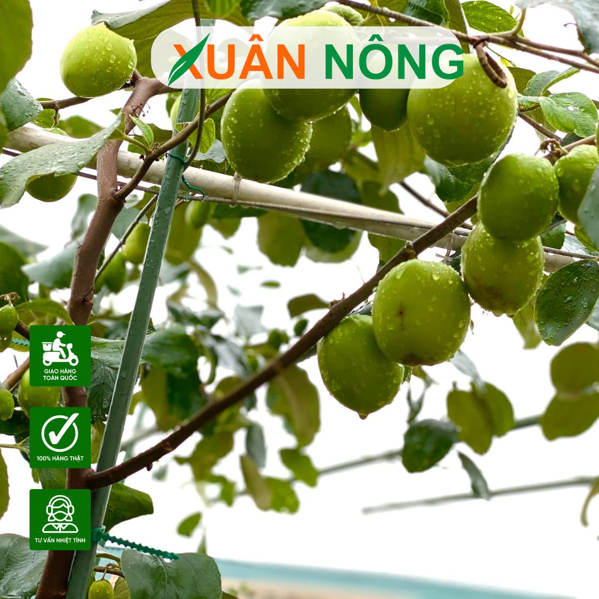 cach-cham-soc-cay-tao-dai-loan-3