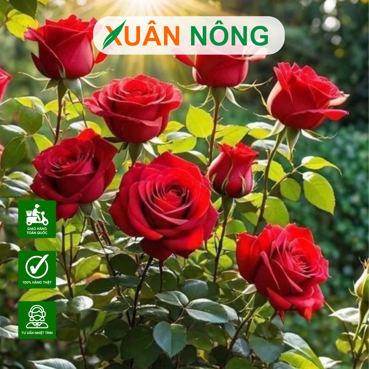 cach-su-dung-nam-trichoderma-cho-hoa-hong-hieu-qua-2