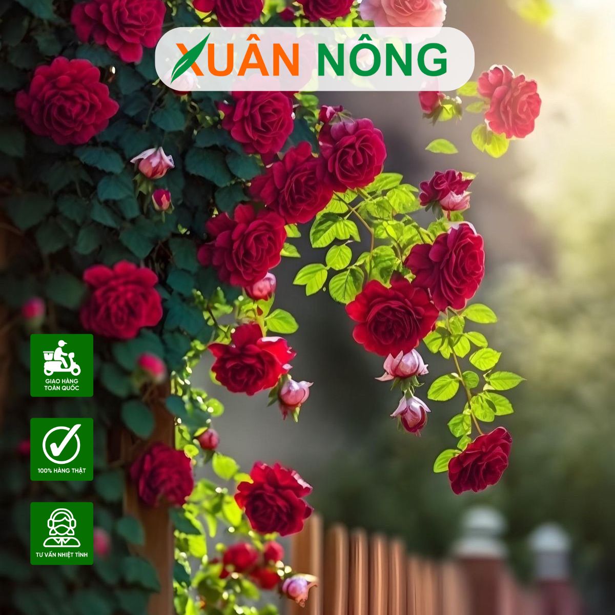 cach-su-dung-nam-trichoderma-cho-hoa-hong-hieu-qua