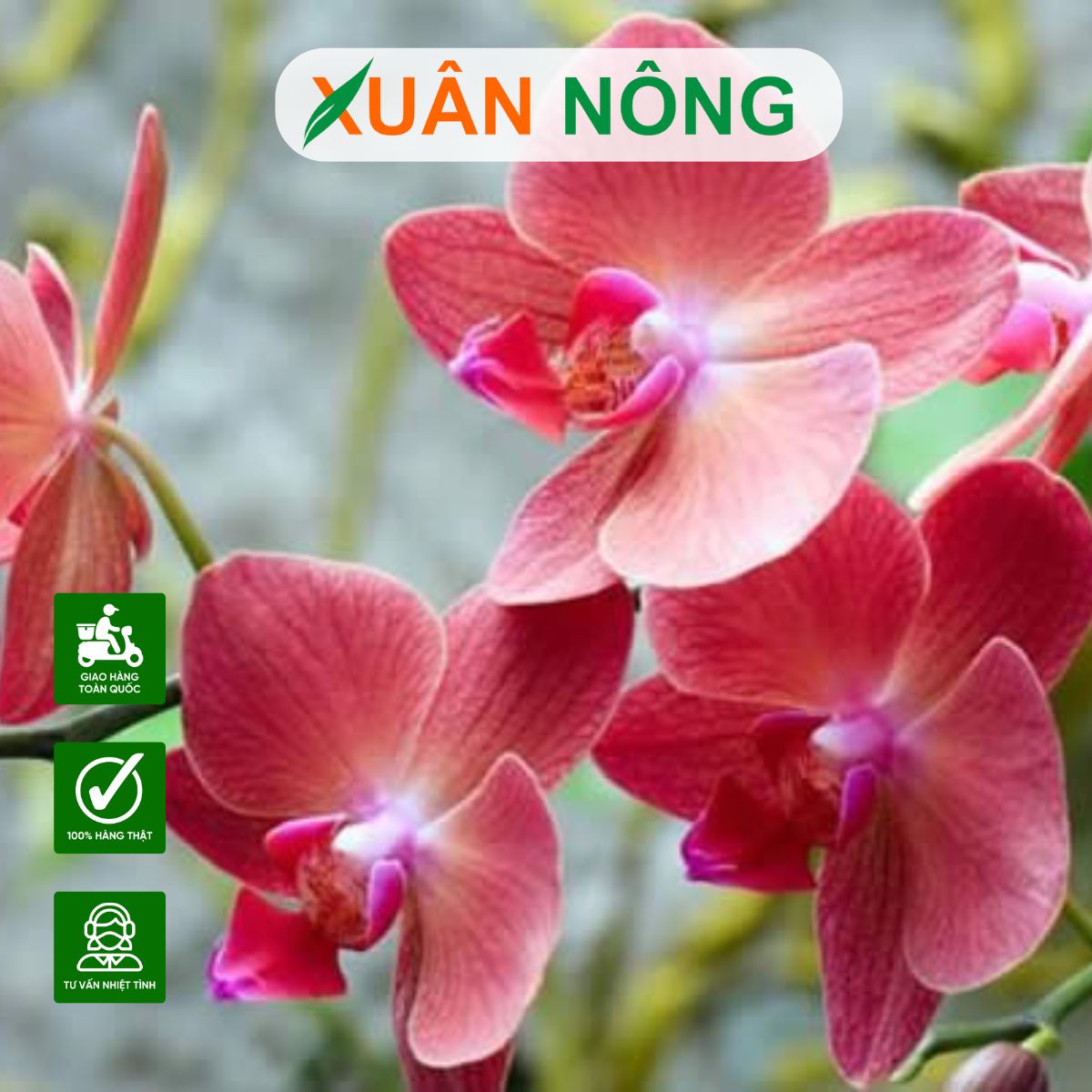 cach-su-dung-nam-trichoderma-cho-hoa-lan-hieu-qua