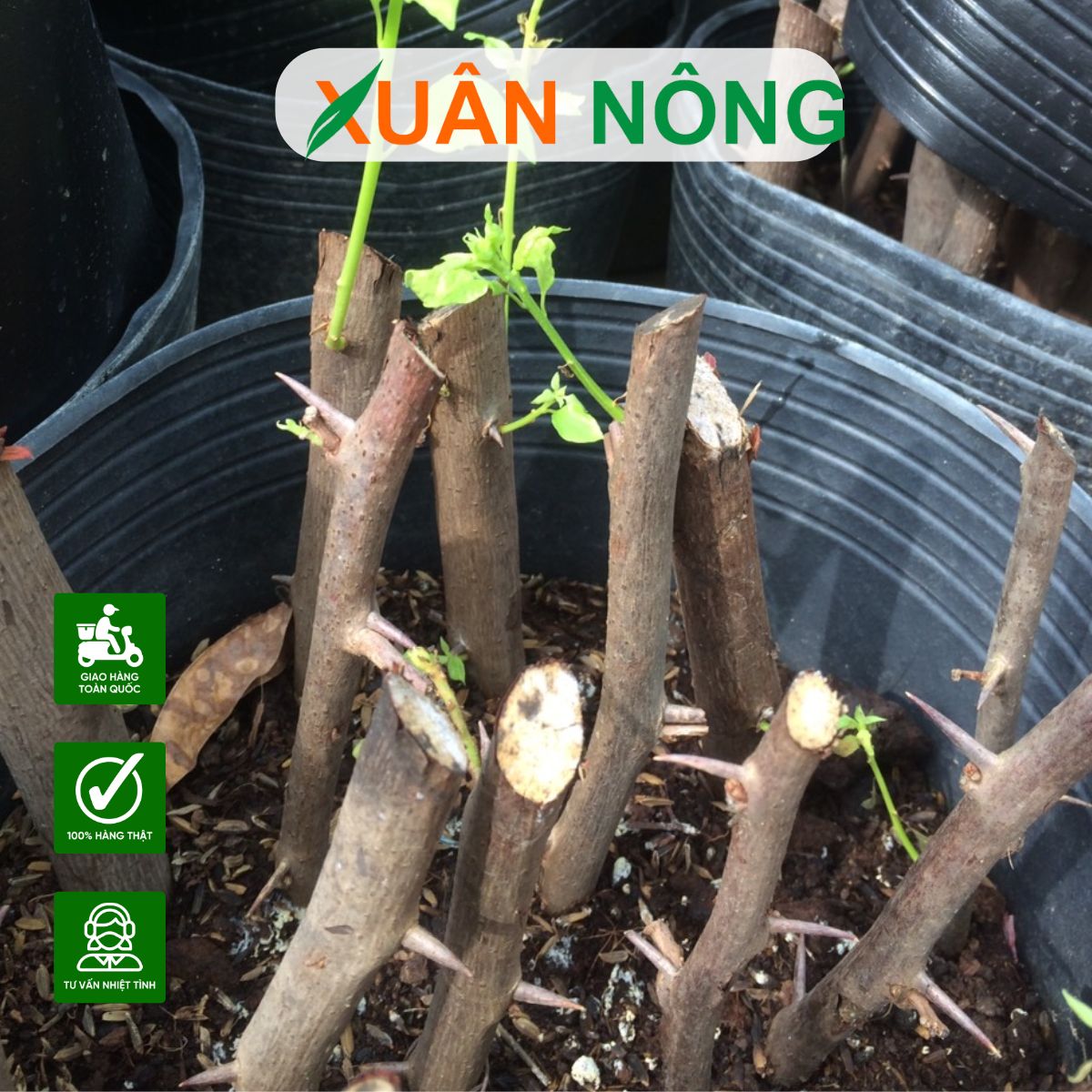 cach-su-dung-thuoc-kich-re-2