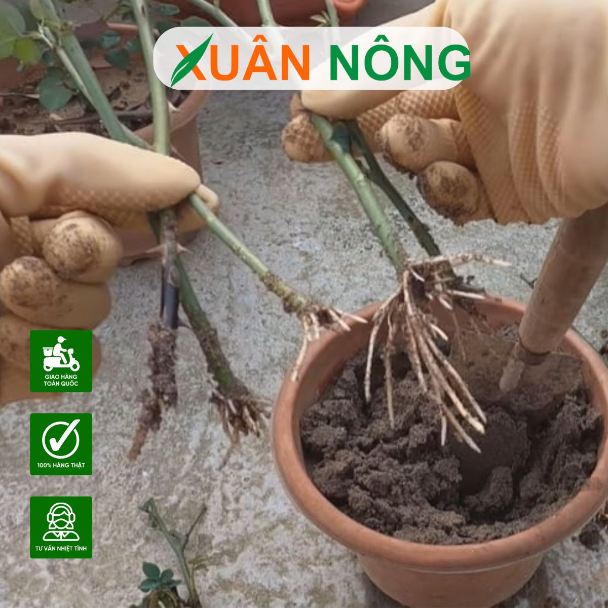 cach-su-dung-thuoc-kich-re