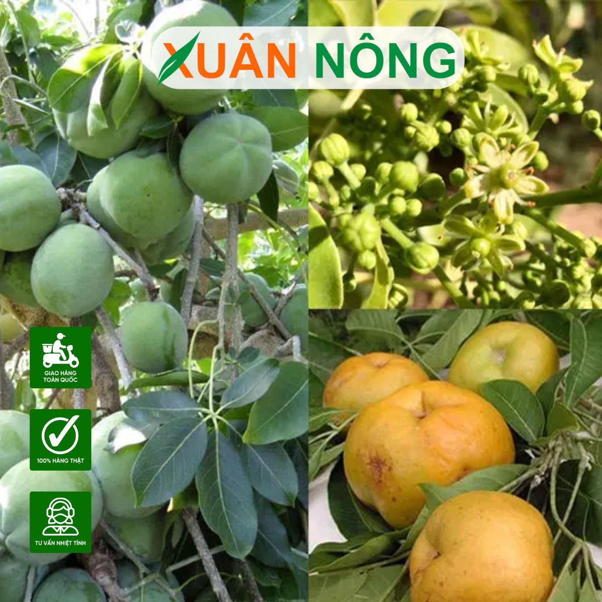 cach-trong-cay-banh-kem-1