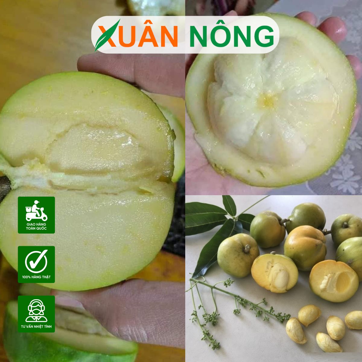 cach-trong-cay-banh-kem-2