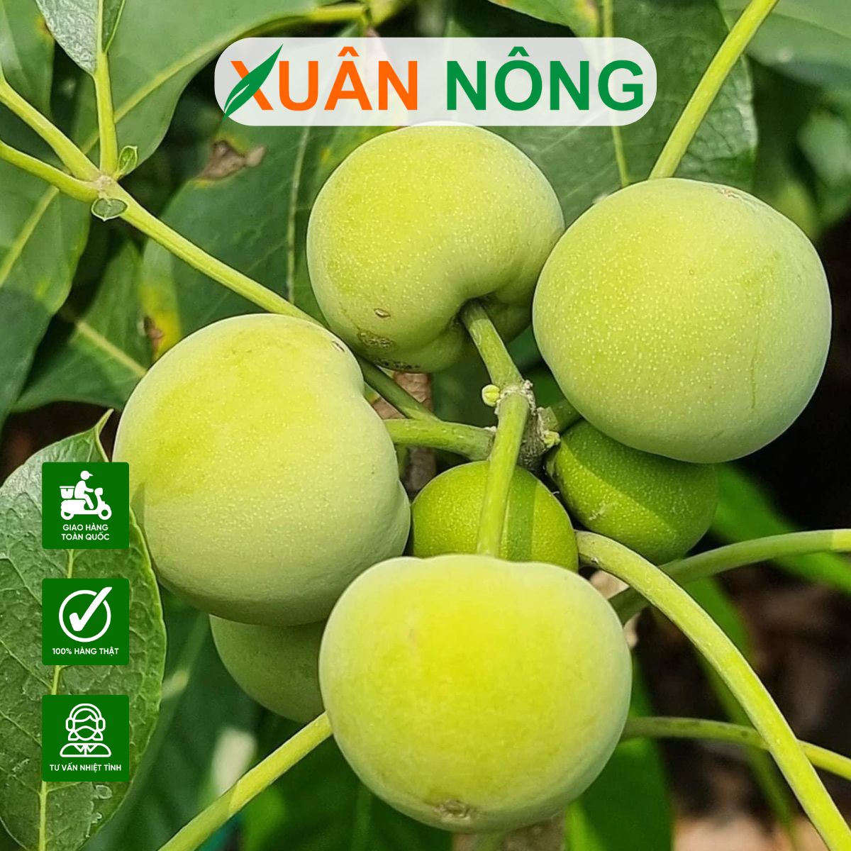 cach-trong-cay-banh-kem-5